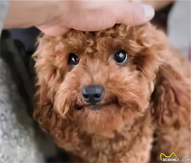 泰迪犬有这几个现象，说明在你家过得很幸福