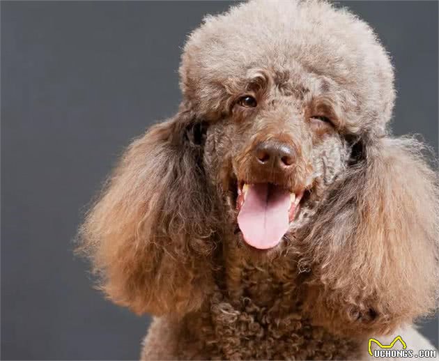 泰迪犬有这几个现象，说明在你家过得很幸福