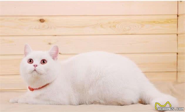 只知道蓝猫是英短？那可就错了，它只是英短缤纷色彩中的一抹蓝