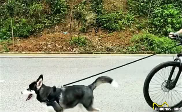 哈士奇的内心，主人失踪了，哈士奇终于自由了，头也不回的跑了