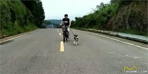 哈士奇的内心，主人失踪了，哈士奇终于自由了，头也不回的跑了