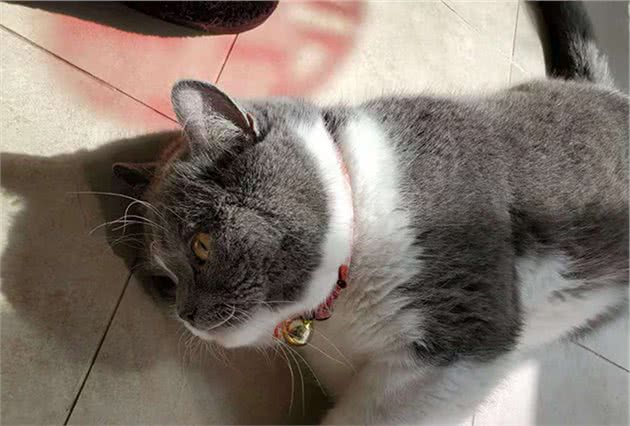 猫咪所需营养和狗有什么不同