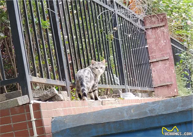 猫咪所需营养和狗有什么不同