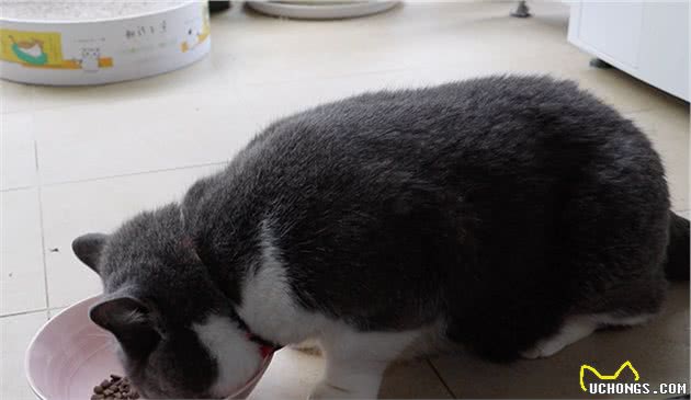 猫咪所需营养和狗有什么不同