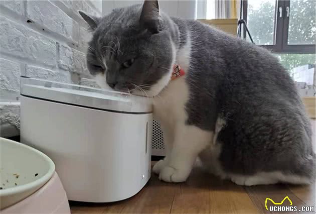 猫咪所需营养和狗有什么不同