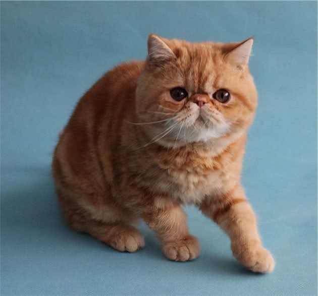 加菲猫挑食太瘦怎么办？