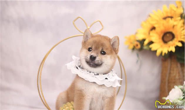 我训练柴犬的亲身经历，每天十分钟，狗子大变样