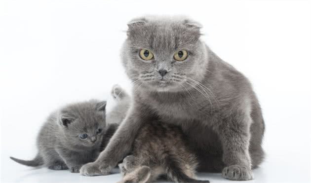折耳是折耳猫的特点，也是它的病痛点，当我知道这些我发誓不会养