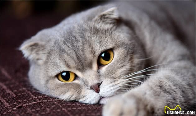 折耳是折耳猫的特点，也是它的病痛点，当我知道这些我发誓不会养
