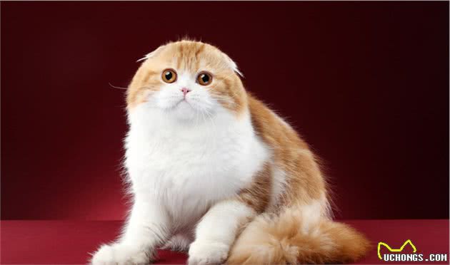 折耳是折耳猫的特点，也是它的病痛点，当我知道这些我发誓不会养
