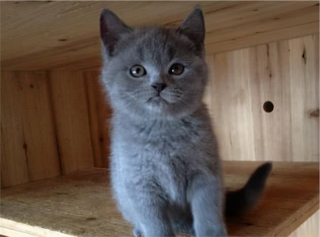 揭秘：冬季，英短猫真的怕冷吗？