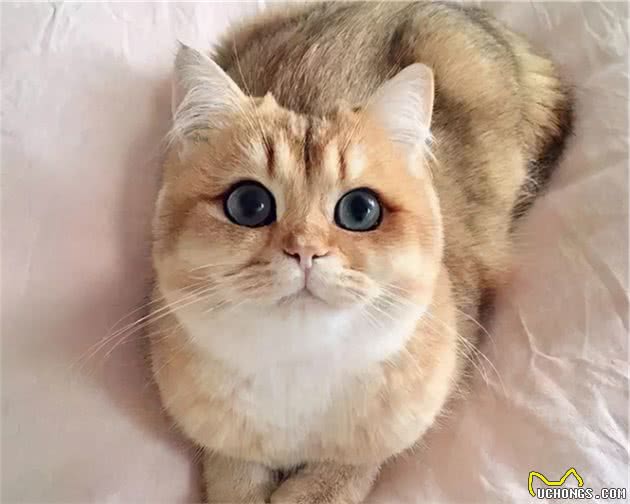 揭秘：冬季，英短猫真的怕冷吗？