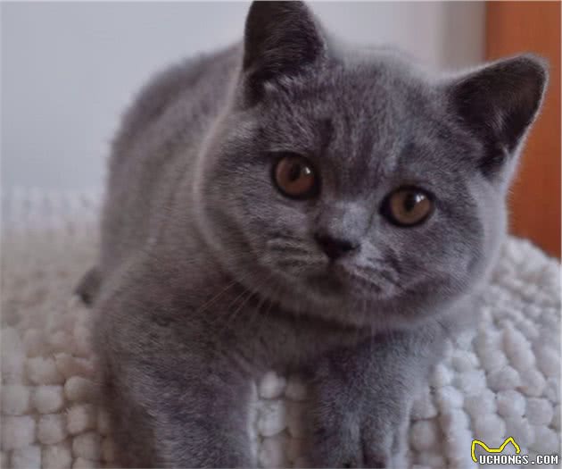 揭秘：冬季，英短猫真的怕冷吗？