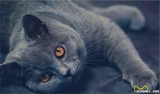 揭秘：冬季，英短猫真的怕冷吗？