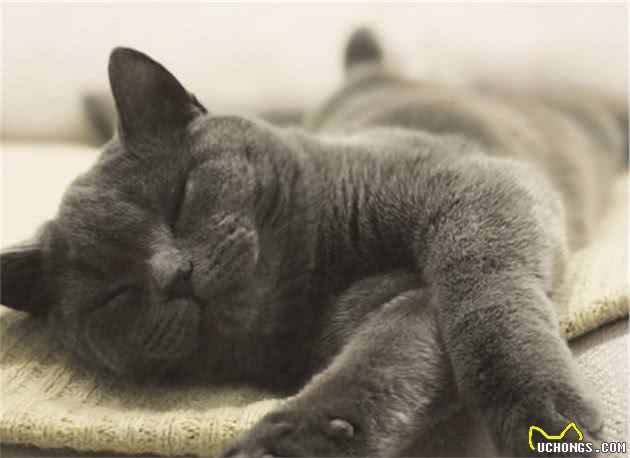 揭秘：冬季，英短猫真的怕冷吗？