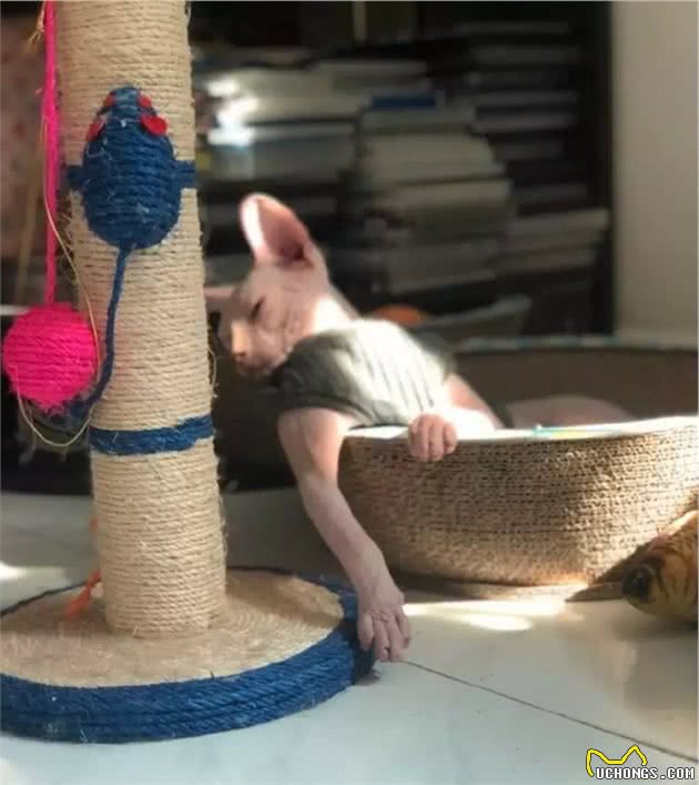 无毛猫晒着太阳，跟“大爷”一样坐着，日子过得真惬意