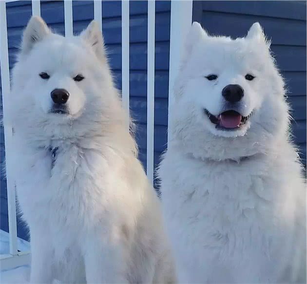 不可不知的萨摩耶犬英系、美系的区别！