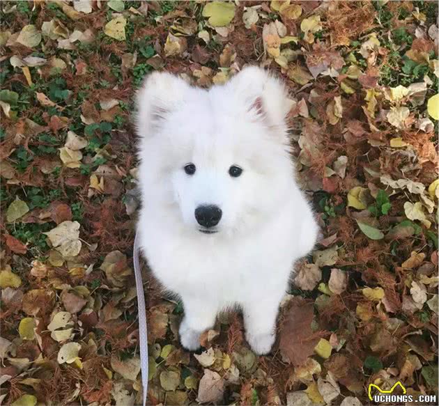 不可不知的萨摩耶犬英系、美系的区别！