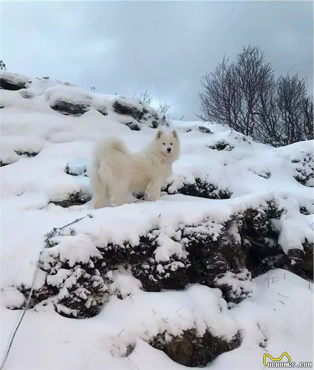 不可不知的萨摩耶犬英系、美系的区别！