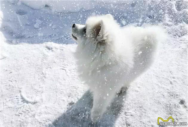 不可不知的萨摩耶犬英系、美系的区别！