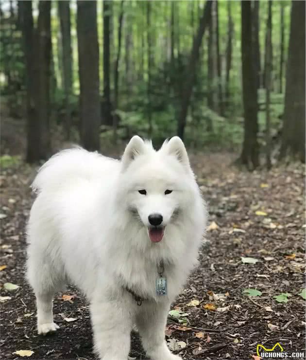 不可不知的萨摩耶犬英系、美系的区别！
