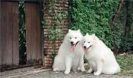 不可不知的萨摩耶犬英系、美系的区别！