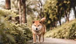 柴犬怎么才可以进行航空托运，告诉你们小技巧
