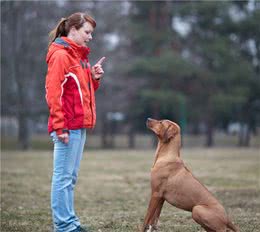 想让狗狗顺从，那么就坚持这5个要点