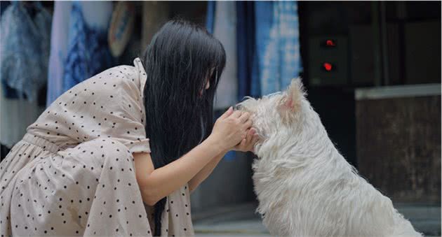 与德国牧羊犬齐名的“中华名猎”下司犬在舒适安逸锦绣谷变粘人精