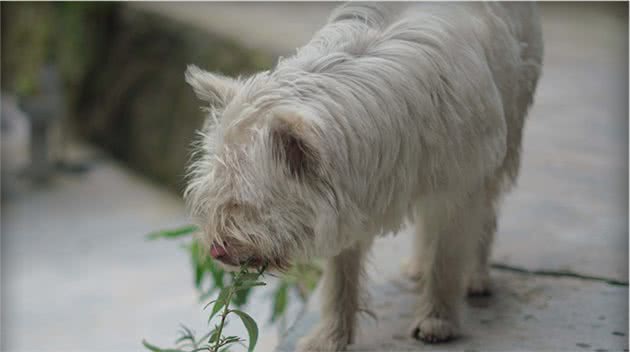 与德国牧羊犬齐名的“中华名猎”下司犬在舒适安逸锦绣谷变粘人精