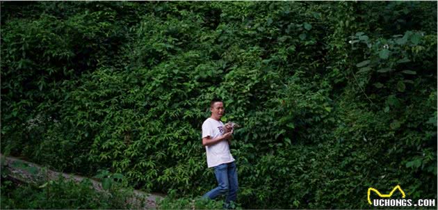 与德国牧羊犬齐名的“中华名猎”下司犬在舒适安逸锦绣谷变粘人精