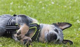 外出散步时，如何唤回跑远的狗狗？附详细教程