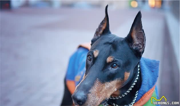 十分凶猛犬种之一＂杜宾犬＂，你敢养吗？