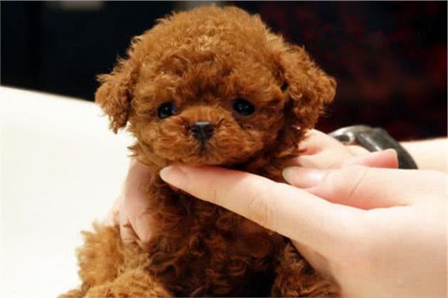 选泰迪犬时牢记这几点，就能轻松避开“星期狗”
