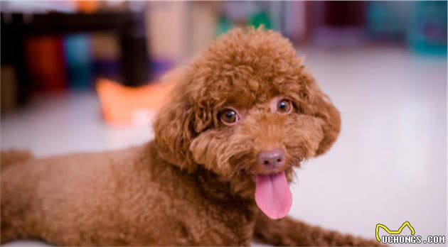 选泰迪犬时牢记这几点，就能轻松避开“星期狗”