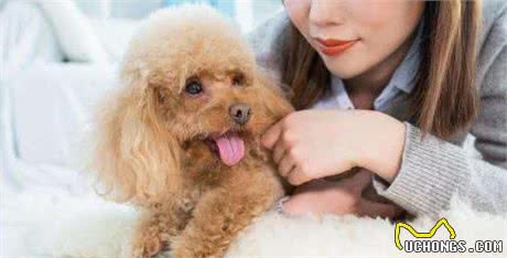 选泰迪犬时牢记这几点，就能轻松避开“星期狗”