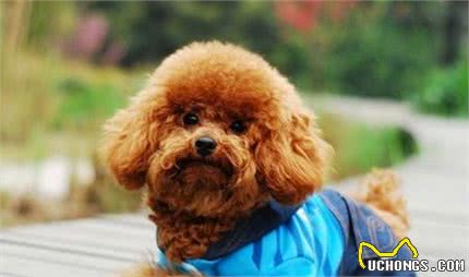 选泰迪犬时牢记这几点，就能轻松避开“星期狗”