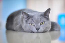 如何挑选一只纯正英国短毛猫？我有小妙招