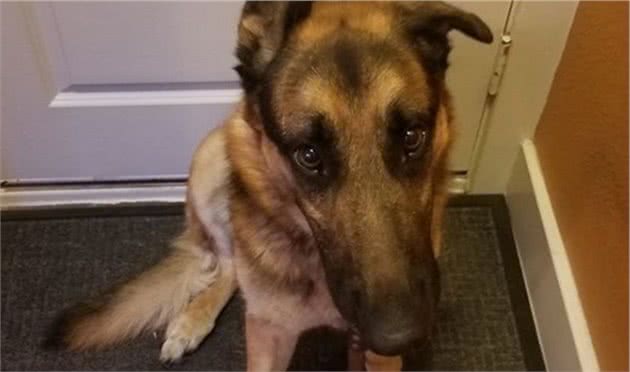 主人有了小宝宝，被送往收容所后，这只德国牧羊犬很“忧伤”