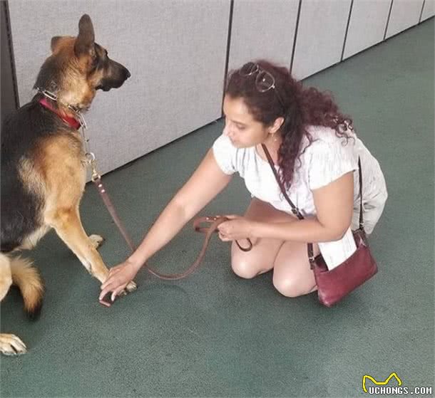 主人有了小宝宝，被送往收容所后，这只德国牧羊犬很“忧伤”