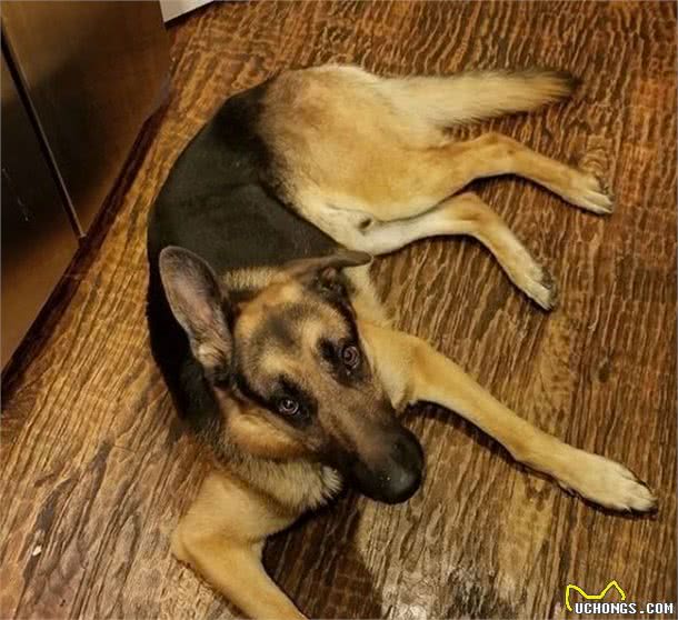 主人有了小宝宝，被送往收容所后，这只德国牧羊犬很“忧伤”