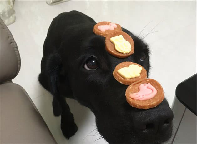 狗狗有多在乎主人，你大概不知道
