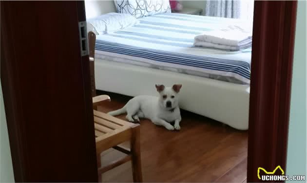 狗狗有多在乎主人，你大概不知道