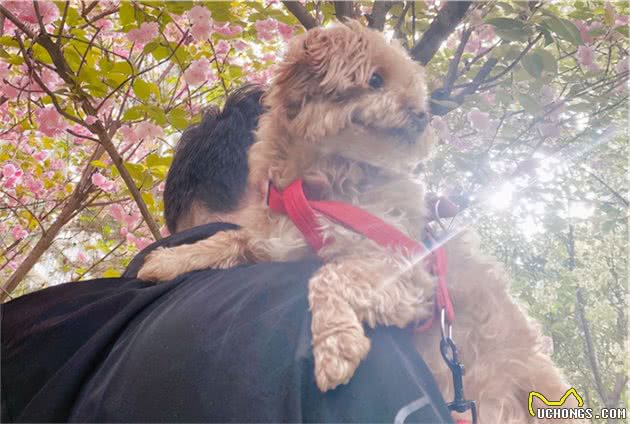 狗狗有多在乎主人，你大概不知道