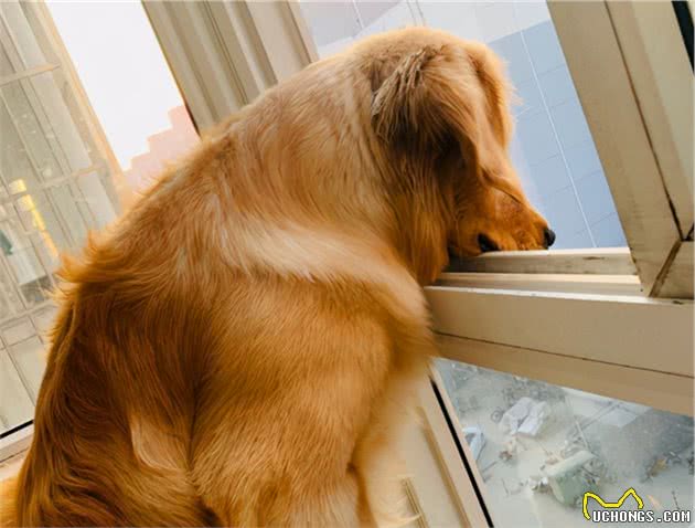 狗狗有多在乎主人，你大概不知道