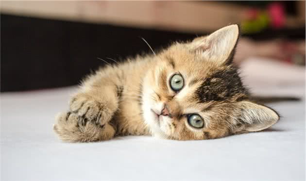 10个最适合用来家养的猫咪品种，你会选哪一种？