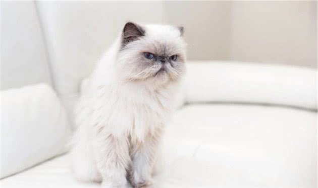 10个最适合用来家养的猫咪品种，你会选哪一种？
