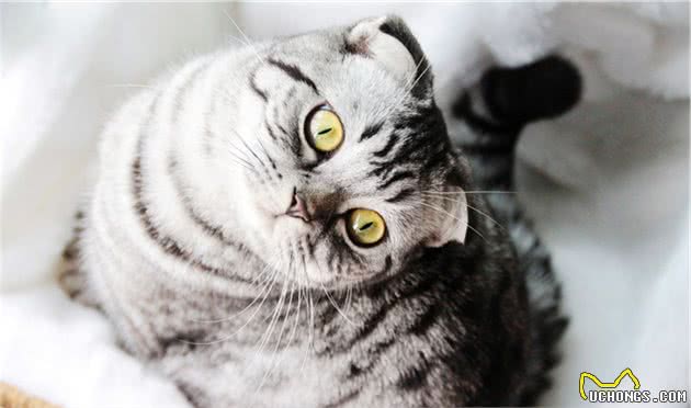 10个最适合用来家养的猫咪品种，你会选哪一种？