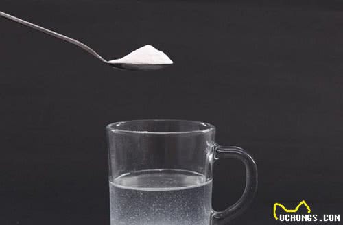 狗狗感冒了给他吃什么营养品最好