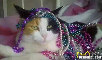 史上最传奇的女人，征服了世界，却被猫征服